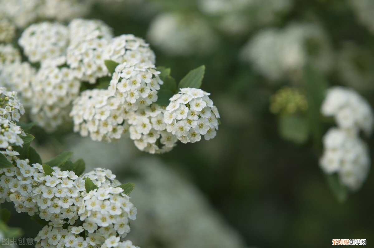 类似精液的味道? 石楠花的味道像什么