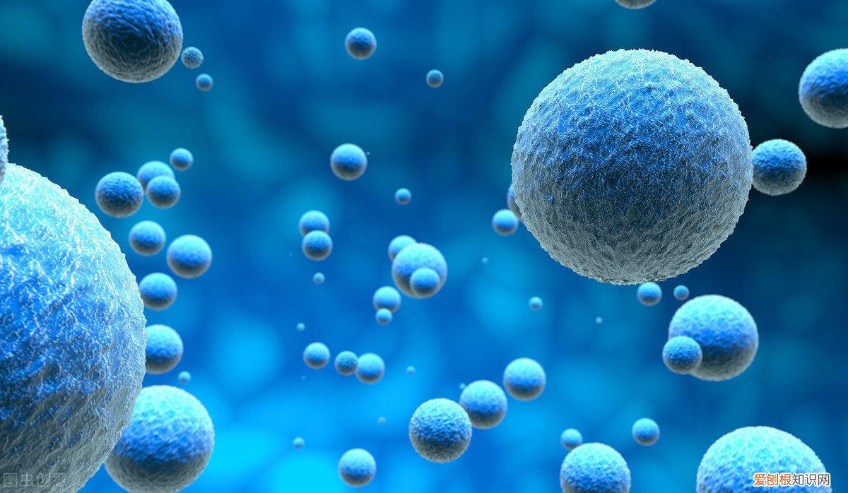 类似精液的味道? 石楠花的味道像什么