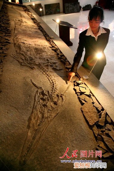 世界上真的有龙吗？附：关于龙存在的灵异事件和客观证据