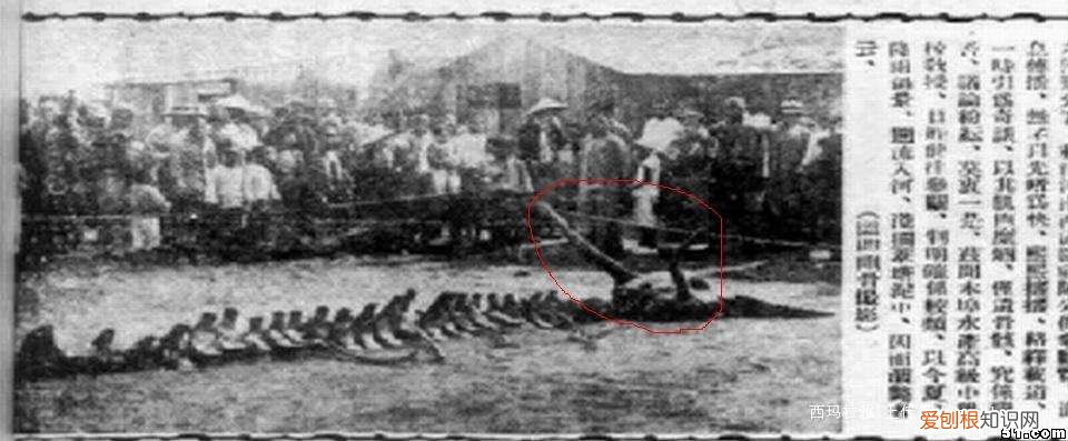 世界上真的有龙吗？附：关于龙存在的灵异事件和客观证据