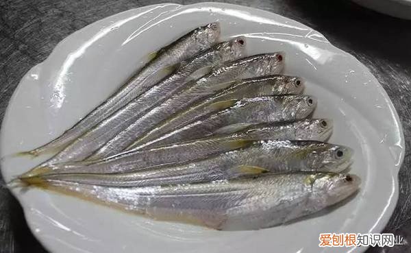 白鱼、银鱼和白虾 太湖三白是哪三白