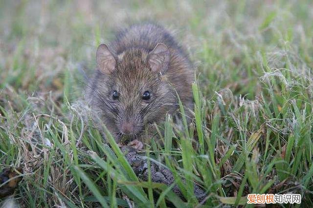 一般多大岁数出马最好？出马磨人的征兆8透