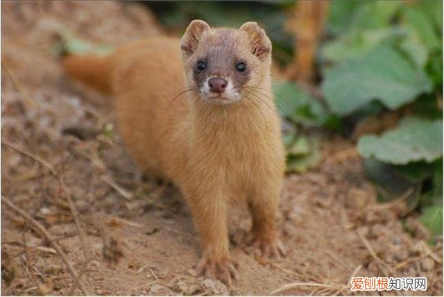 一般多大岁数出马最好？出马磨人的征兆8透