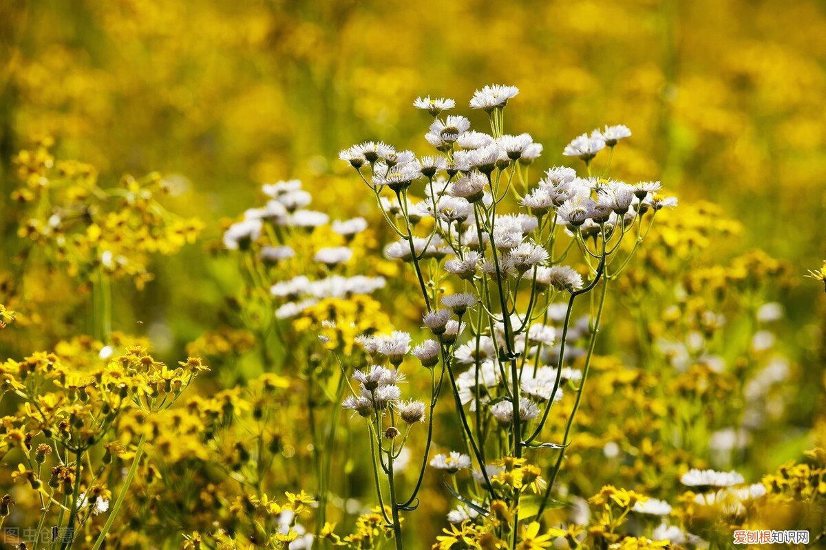 把思念描述到极致的文案 想念情人的高情商短句