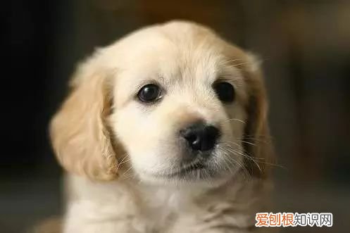 45种名犬，您都认识吗? 狗狗品种大全及图片