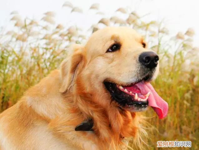 45种名犬，您都认识吗? 狗狗品种大全及图片