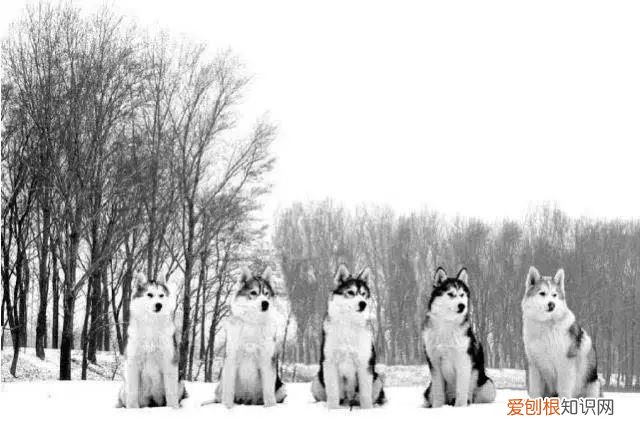 45种名犬，您都认识吗? 狗狗品种大全及图片