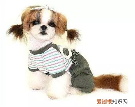 45种名犬，您都认识吗? 狗狗品种大全及图片