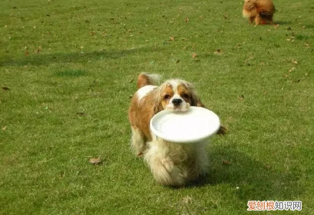 45种名犬，您都认识吗? 狗狗品种大全及图片