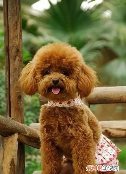 45种名犬,您都认识吗? 狗狗品种大全及图片