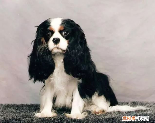 45种名犬，您都认识吗? 狗狗品种大全及图片