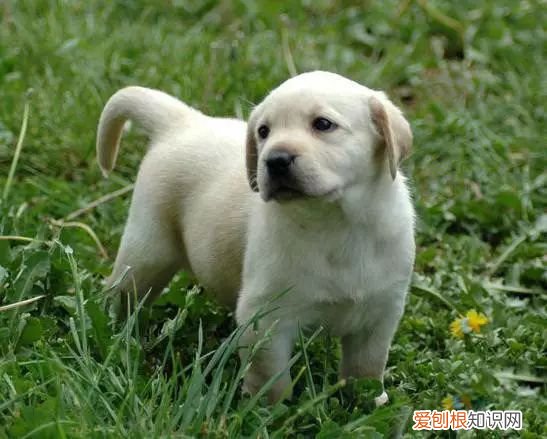 45种名犬，您都认识吗? 狗狗品种大全及图片