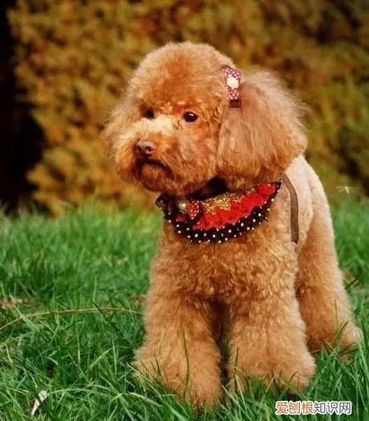 45种名犬,您都认识吗? 狗狗品种大全及图片