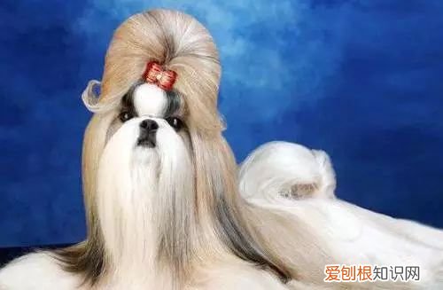 45种名犬，您都认识吗? 狗狗品种大全及图片