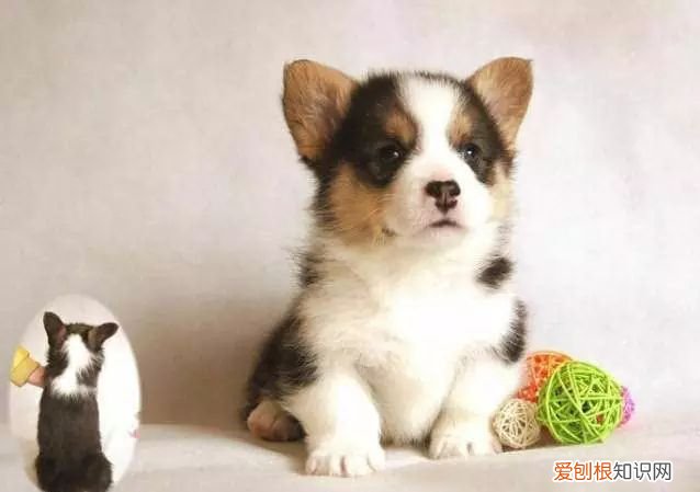 45种名犬，您都认识吗? 狗狗品种大全及图片