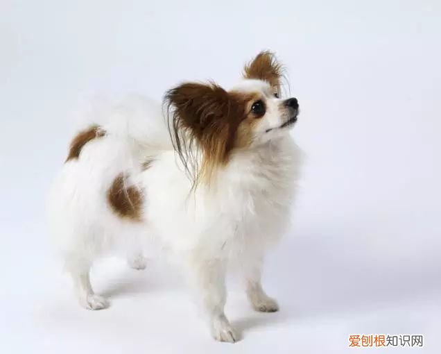 45种名犬，您都认识吗? 狗狗品种大全及图片