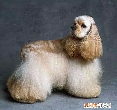 45种名犬，您都认识吗? 狗狗品种大全及图片