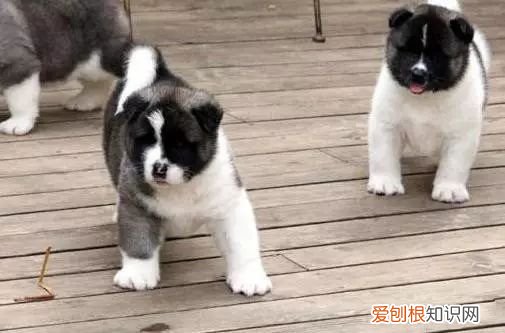 45种名犬，您都认识吗? 狗狗品种大全及图片
