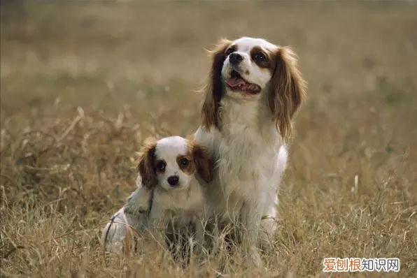 45种名犬，您都认识吗? 狗狗品种大全及图片