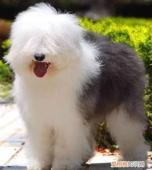 45种名犬，您都认识吗? 狗狗品种大全及图片