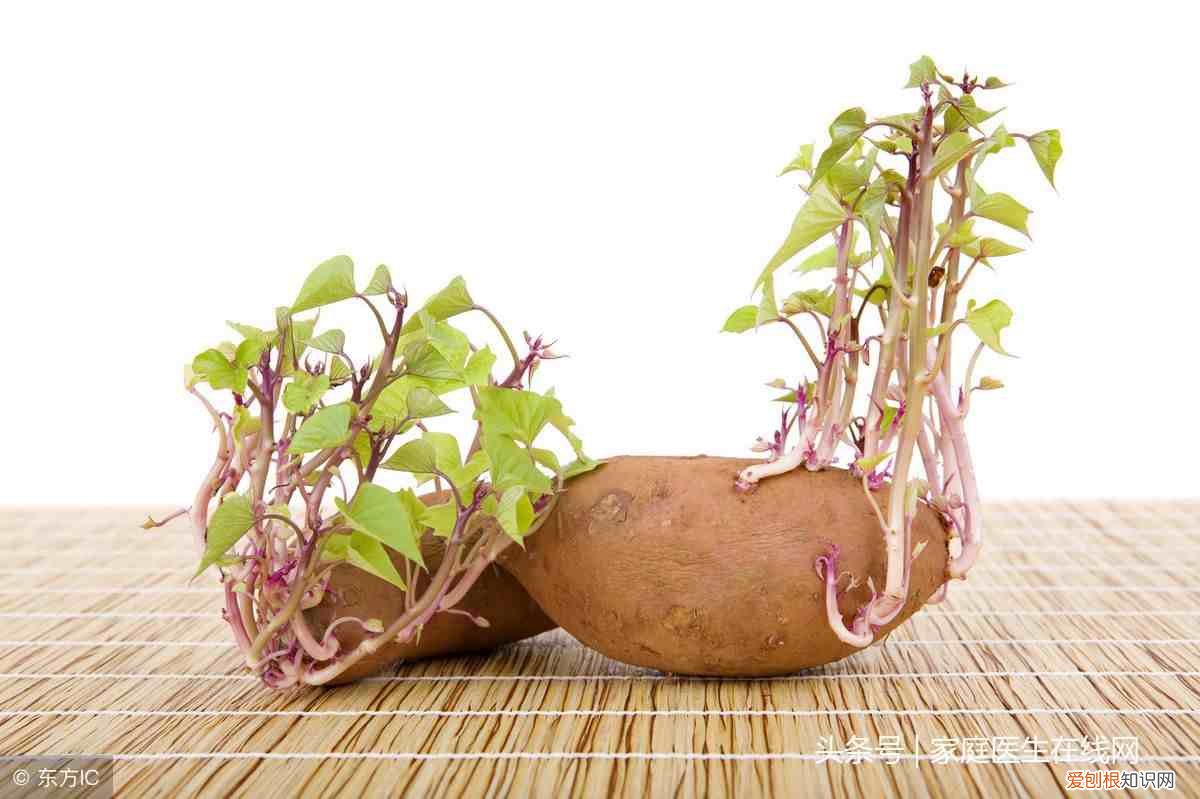 土豆长芽后还能继续食用吗 土豆发芽了还能吃吗