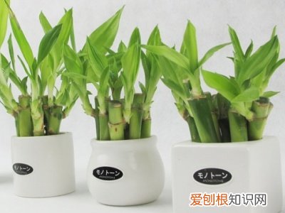 注意这4点，绿油油特别茂盛 富贵竹怎么水养才旺盛