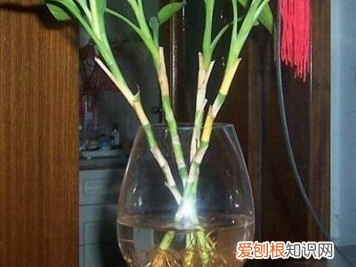 注意这4点，绿油油特别茂盛 富贵竹怎么水养才旺盛