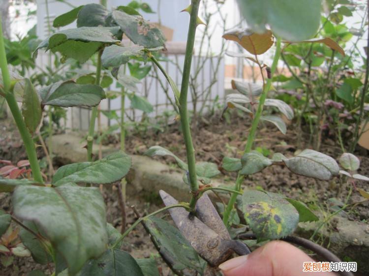 月季扦插学3招，插土里就活 月季花扦插时间和方法