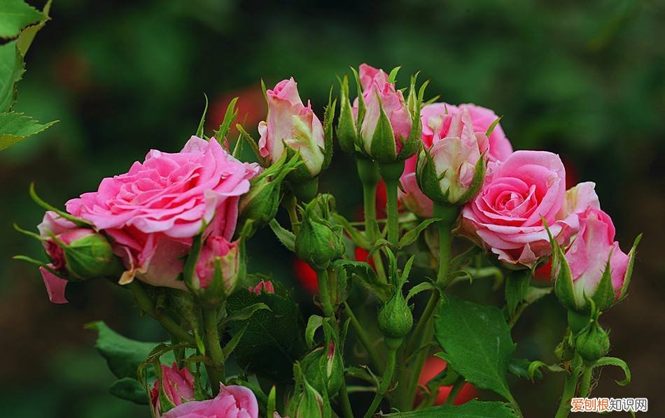 月季扦插学3招，插土里就活 月季花扦插时间和方法