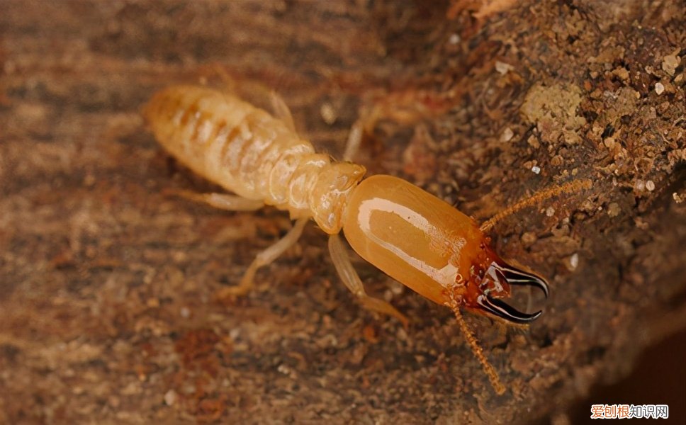 白蚁怎么消灭才干净?这个消灭办法很有效