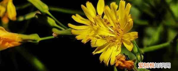 春天开放的花有哪些 春天开什么花