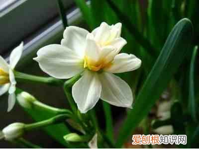 春天开放的花有哪些 春天开什么花