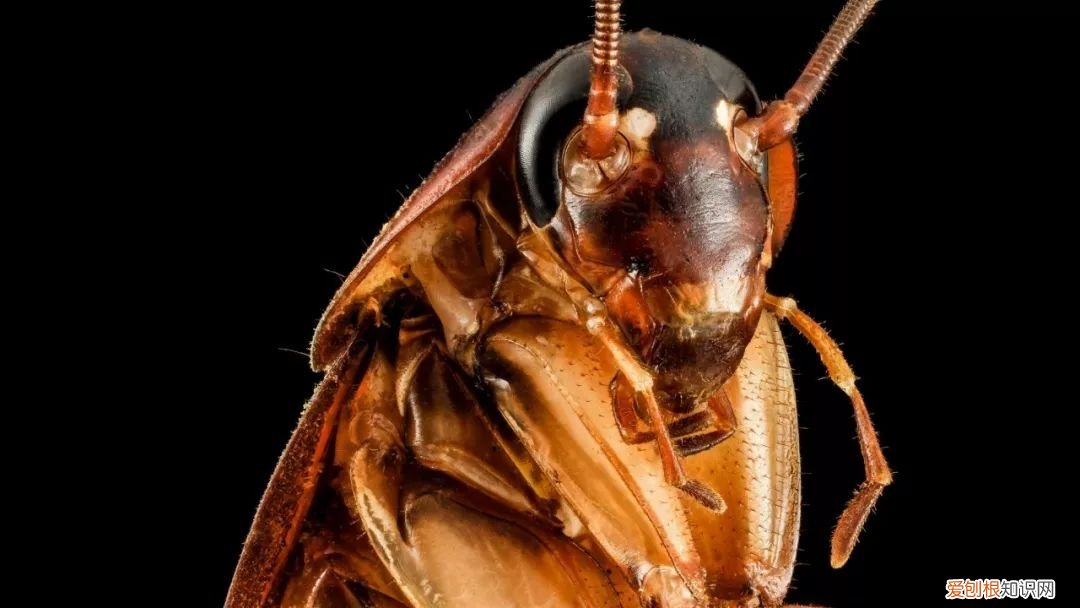 为什么平时打蟑螂很难打到？蟑螂对风速敏感