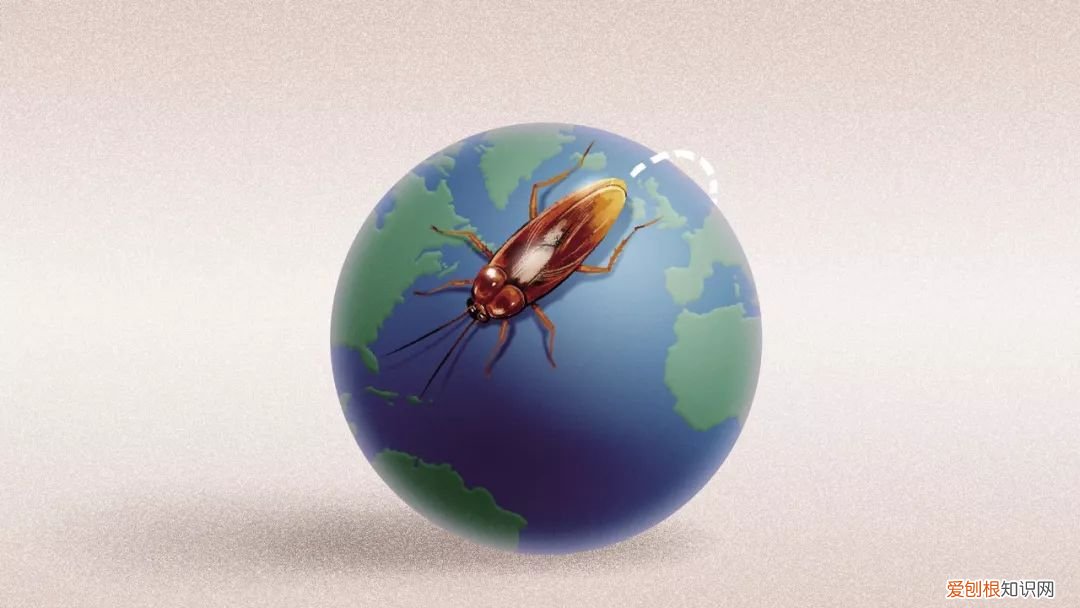为什么平时打蟑螂很难打到？蟑螂对风速敏感