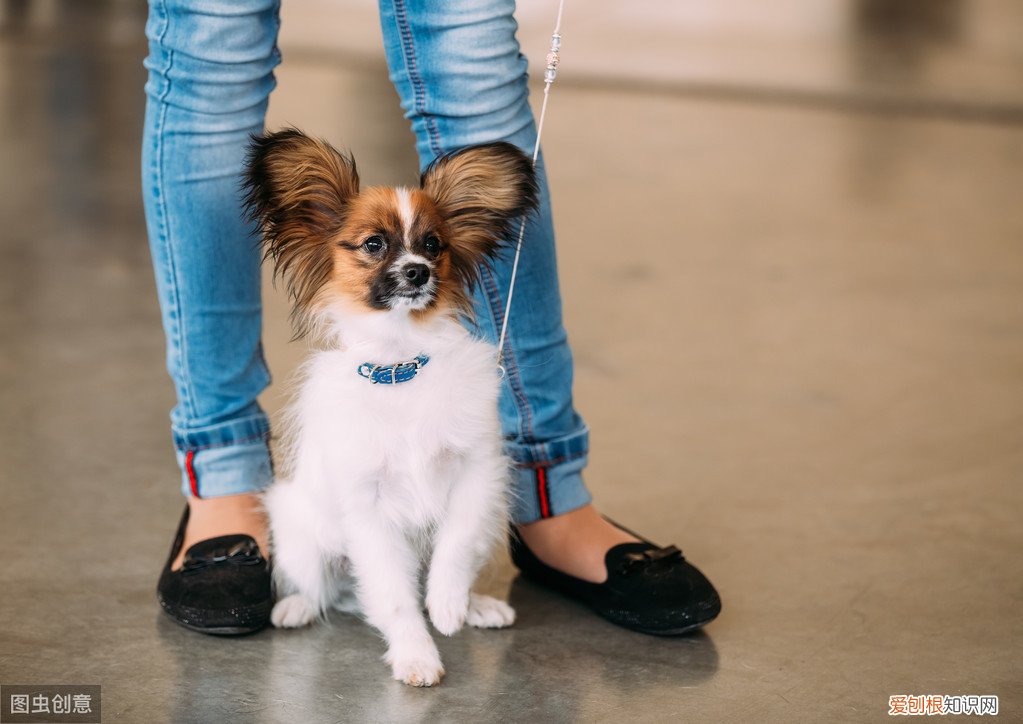 蝴蝶犬为什么禁养？这六个原因告诉你