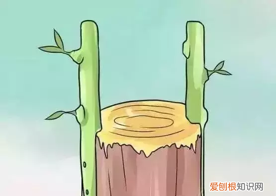 如何嫁接果树？果树上最常用的5种嫁接法