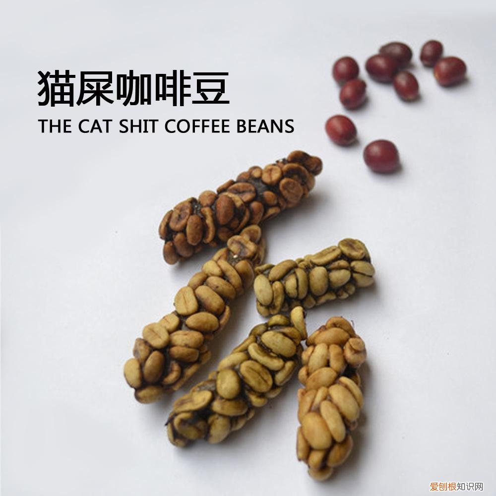 猫屎咖啡是怎么来的？附：猫屎咖啡的制作流程