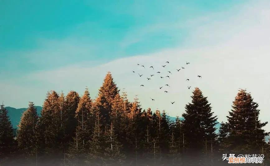 通道抠图还不会吗?最后再学一遍 ps通道抠图技巧