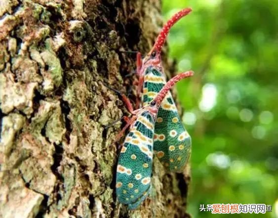 有人靠它发家致富 龙眼鸡有毒吗