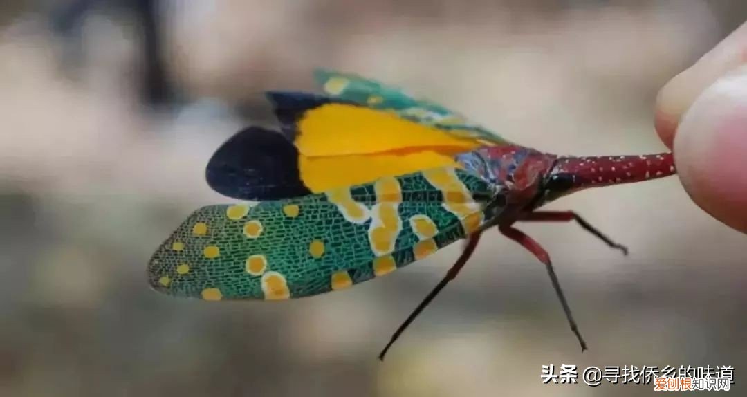 有人靠它发家致富 龙眼鸡有毒吗