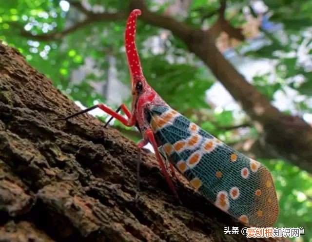 有人靠它发家致富 龙眼鸡有毒吗