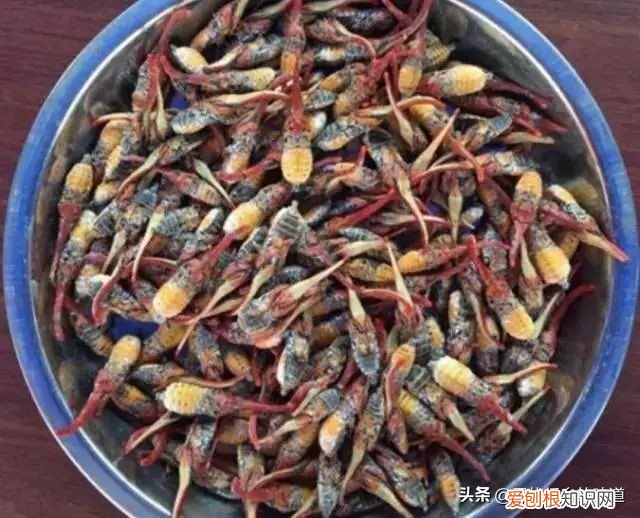 有人靠它发家致富 龙眼鸡有毒吗