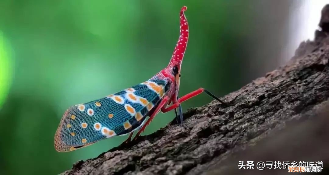 有人靠它发家致富 龙眼鸡有毒吗