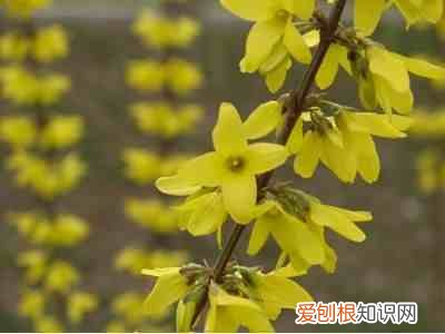 有什么花会在春天开 春天开的花有哪些