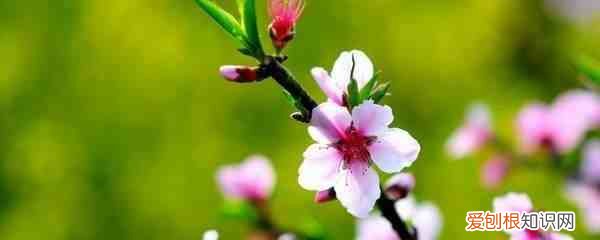有什么花会在春天开 春天开的花有哪些