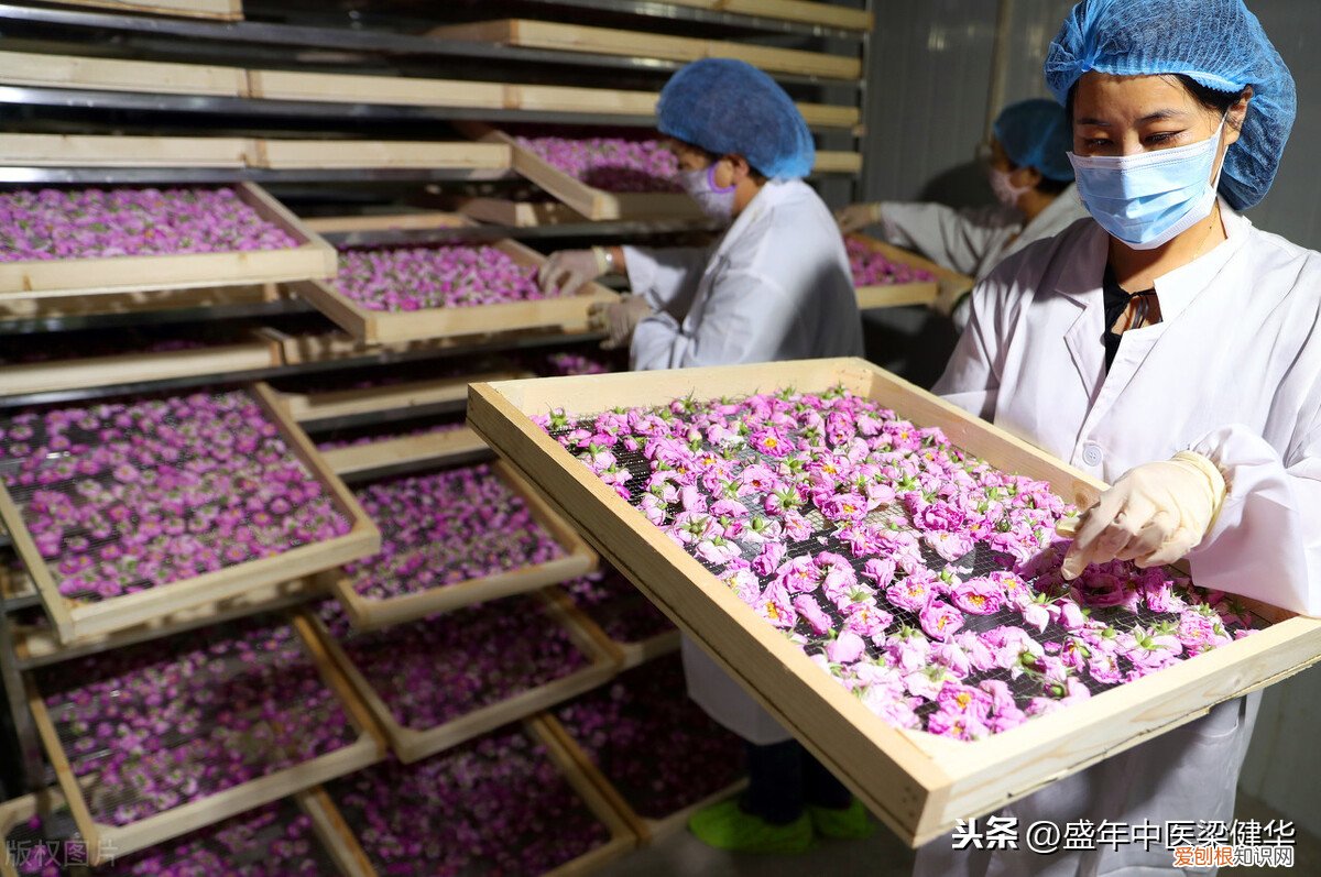 喝玫瑰花茶有什么好处？中医告诉你 玫瑰花泡水喝的9大禁忌