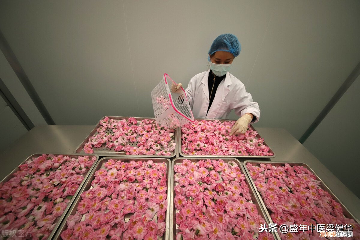 喝玫瑰花茶有什么好处？中医告诉你 玫瑰花泡水喝的9大禁忌