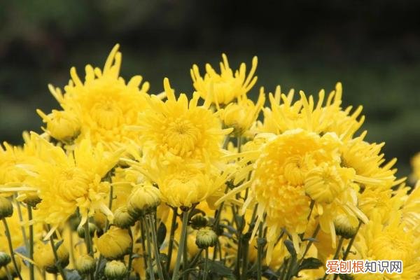 重阳节是干什么的？附：重阳节的来历及习俗