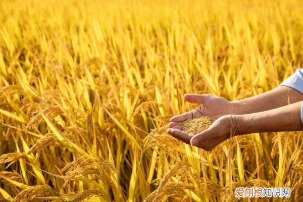 重阳节是干什么的？附：重阳节的来历及习俗