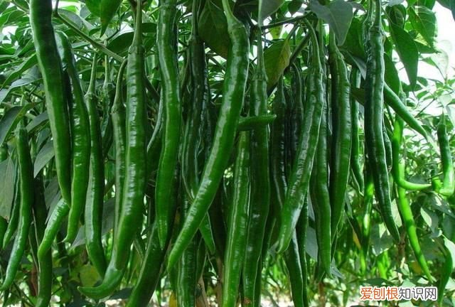 小辣椒太辣怎样能除辣味 辣椒往手里搓会怎么样